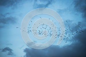 birds flying silhouettes on blue hour cloudy sky background