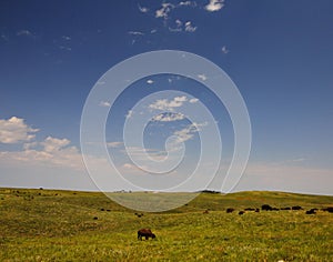 View of Bison Herd at Custer State Park, South Dakota in summer