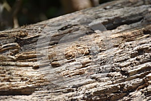 View of black ant on brown wooden trunk photo