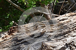 View of black ant on brown wooden trunk photo