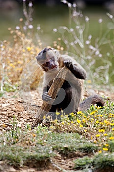 Black-capped Capuchin