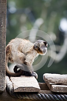Black-capped Capuchin