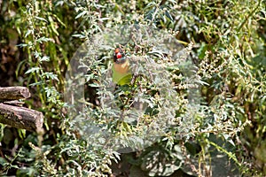 View of a black-cheeked lovebird, Agapornis nigrigenis, sitting in the bush photo