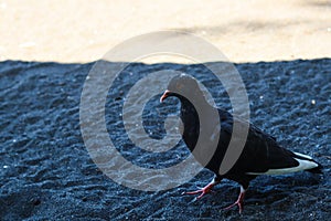 view of black doves enjoying walking on the sand of Banyuwangi's Cacalan beach