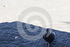 view of black doves enjoying walking on the sand of Banyuwangi's Cacalan beach