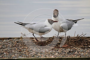 A view of a  pair of Black Headed Gulls