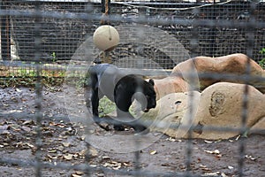 View of black panther walking in cage.