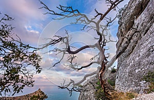 View of Black Sea bay with rock, dried dead snag tree and tree b