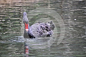 A view of  a Black Swan