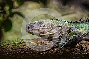 view on a black utila iguana