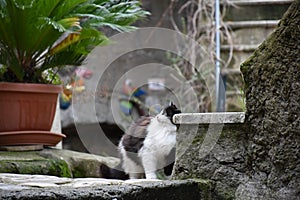 View of black and white cat