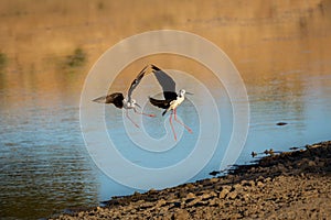 View of black-winged stilt flying over the lake