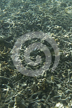 View of  blackspotted puffer fish