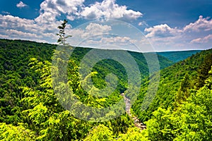 View of Blackwater Canyon from Pendleton Point, at Blackwater Fa photo