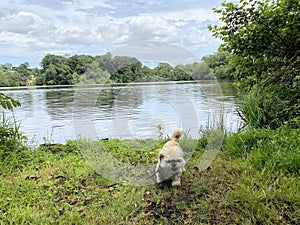 A view of Blake Mere Lake near Ellesmere