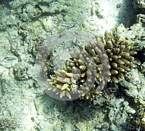 View of bleaching coral reef