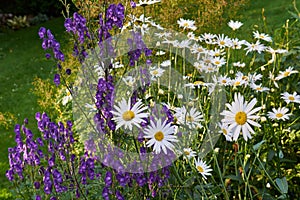 A view of a bloomed long common daisy flower with aster. flowers and white, purple petals with steam and yellow center