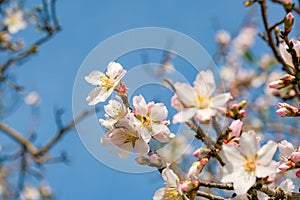 View on blooming almond tree on blue sky background