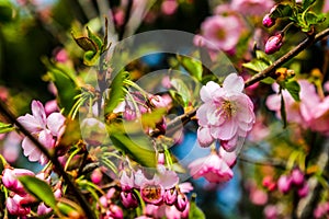 View of the blooming apple and cherry trees in the garden in spring. Nature background, the beginning of life, sunny day