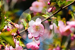 View of the blooming apple and cherry trees in the garden in spring. Nature background, the beginning of life, sunny day