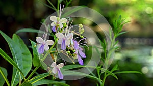 View of blooming Butterfly bush or Rotheca myricoides flowers.