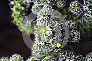 View of the blooming cactus Mammillaria Gracilis