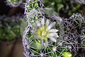 View of the blooming cactus Mammillaria Gracilis