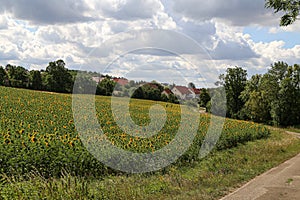 View of a blooming field of sunflowers in a small town on a cloudy day background