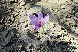 View of blooming flowers crocus sativus growing in an organic garden. In October, the saffron is usually perfect for