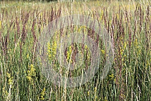 Blooming grass on mountain meadow