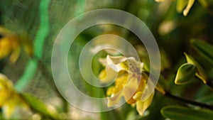 View of blooming Lady`s Slipper Orchid Flowers