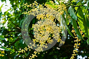 View of blooming mango flowers with green leaves on the tree