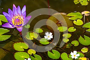 View of blooming purple lotus flower with green leaves and aquatic white tropical flowers