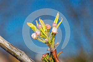 View on blooming Pyrus calleryana Chanticleer
