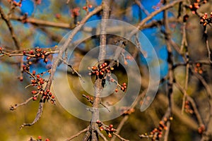 View of blooming red bud tree
