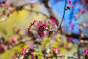 Soft focus View of blooming red bud tree, spring time