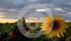 View of blooming and ripe sunflowers on a blurred background of colorful summer sunset and clouds.