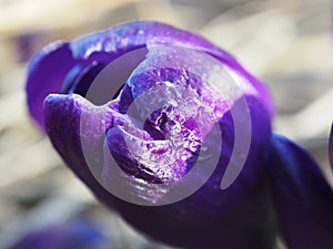 View of blooming spring flowers crocus growing in wildlife. Macro