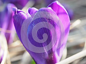 View of blooming spring flowers crocus growing in wildlife. Macro