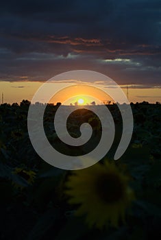 View of a blooming sunflower in a field against a background of colorful summer sunset and clouds.