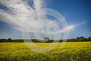 Blooming yellow rapeseed field during the summer in Collingwood, Ontario