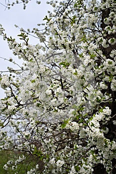 View of the blossoming branches of a cherry tree