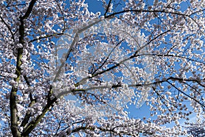 View of blossoming cherry trees in spring