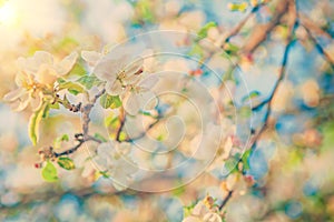 View on blossoming flovers of apple tree instagram colors