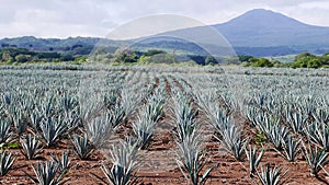 View of a Blue Agave field