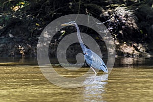 A view of a Blue Heron wading in the Tortuguero River in Costa Rica