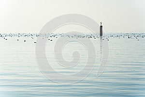 View of blue lake with blue sky and many ducks in the background and a seagul sitting on a lone dock pylon