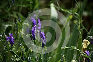 The view at the blue little flowers of lavander