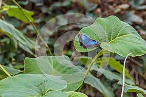 A view of a blue morpho butterfly on a leaf in Monteverde, Costa Rica