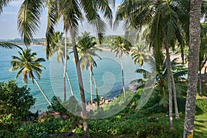View of the blue ocean thrugh verdant grove of coconut trees photo